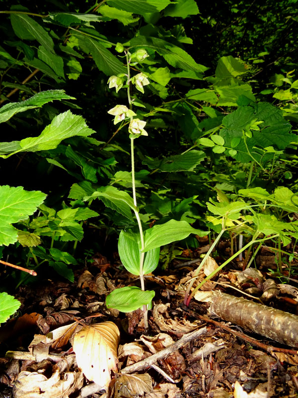 Epipactis helleborine.......da Sopramonte (TN)